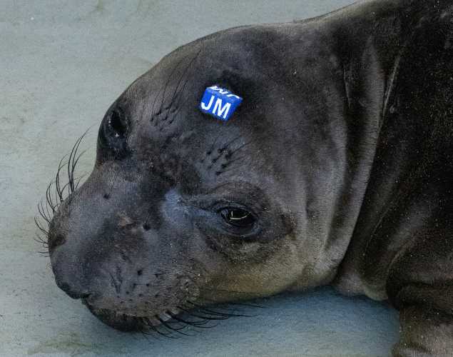 northern elephant seal Benchy