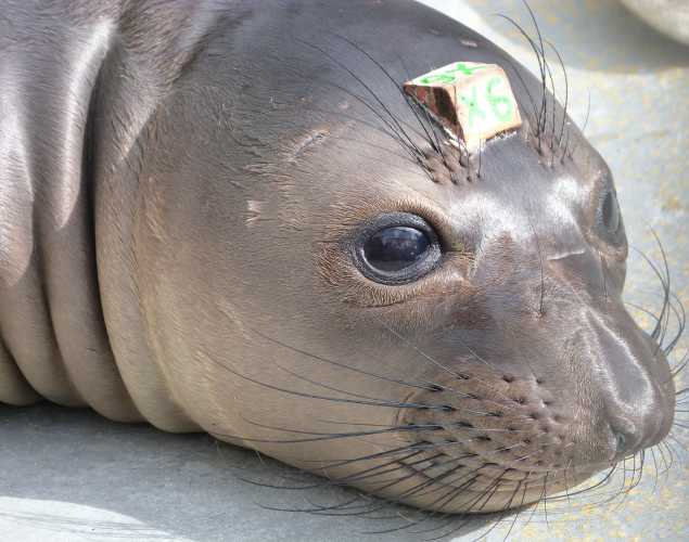 northern elephant seal Igloo