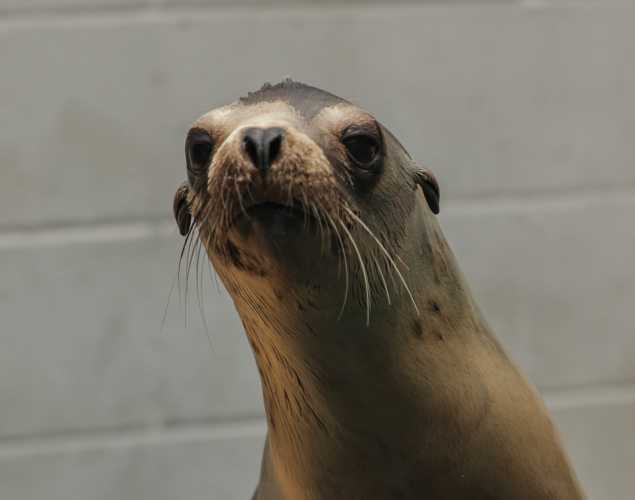 California sea lion Chai
