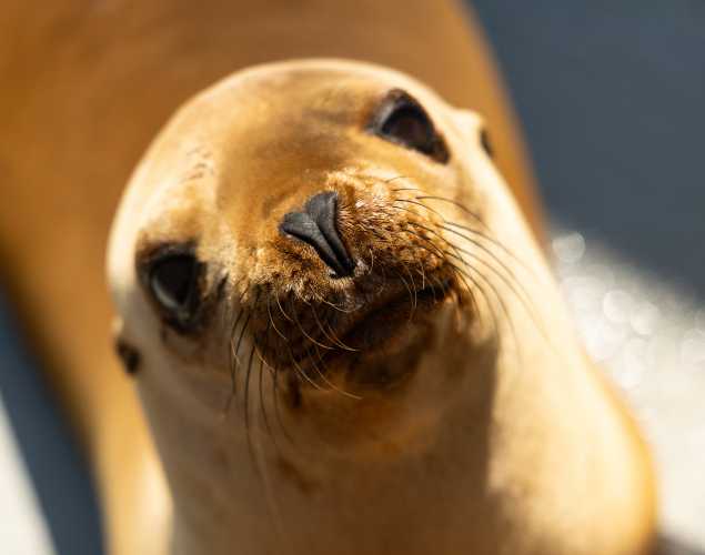 California sea lion Floatilla
