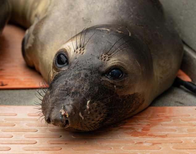 northern elephant seal Oslo