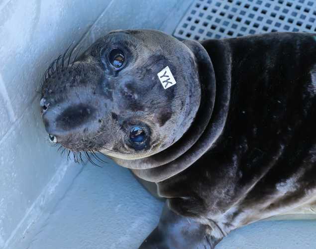 elephant seal Stairs