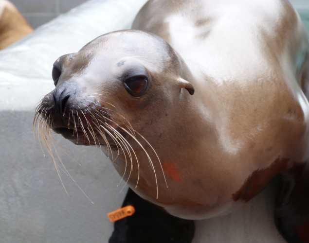 California sea lion Henkale