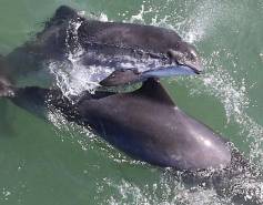 two harbor porpoises mating