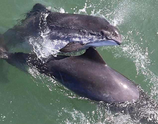 two harbor porpoises mating