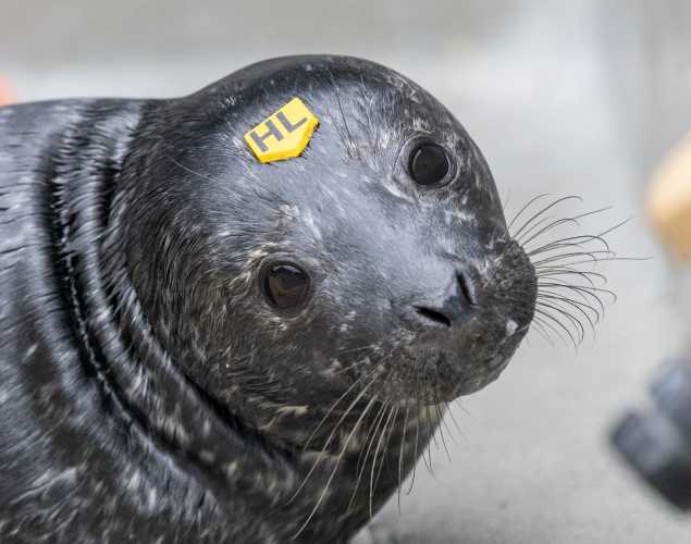 harbor seal Goatboat