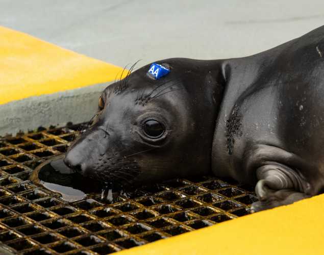 elephant seal pup