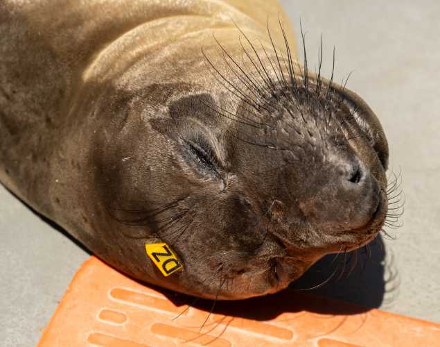 northern elephant seal Paperback