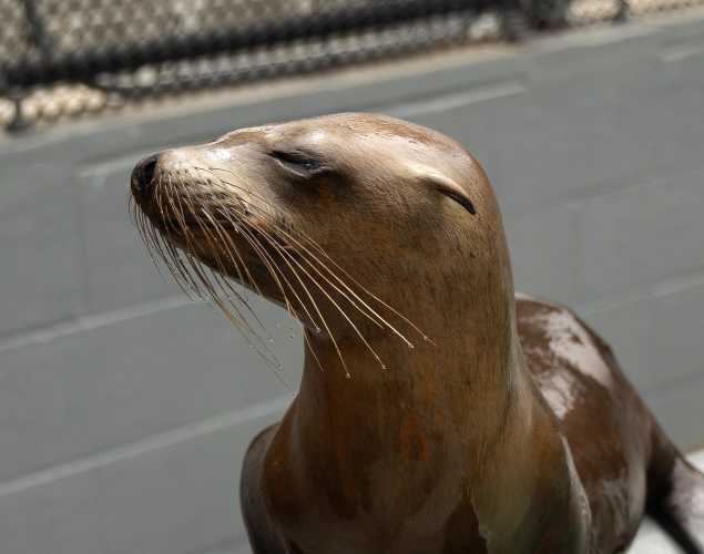 California sea lion Elope