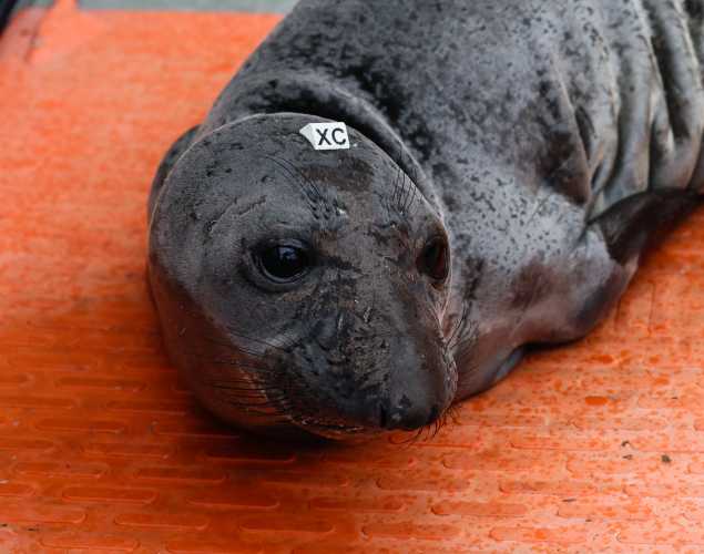 northern elephant seal Curlew