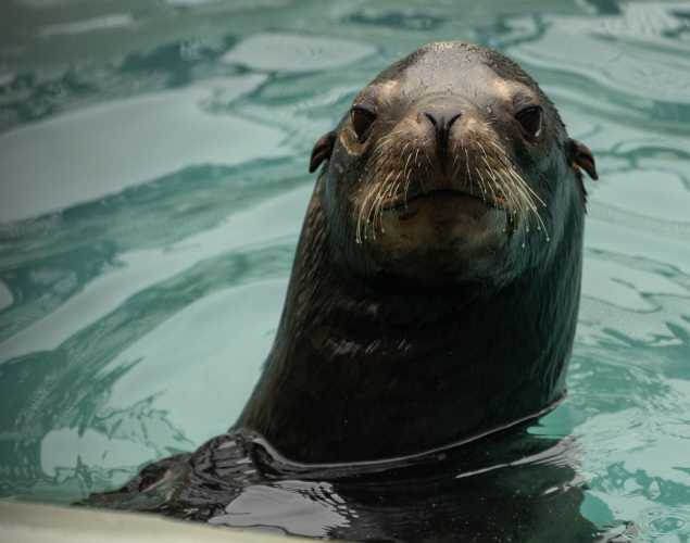 California sea lion