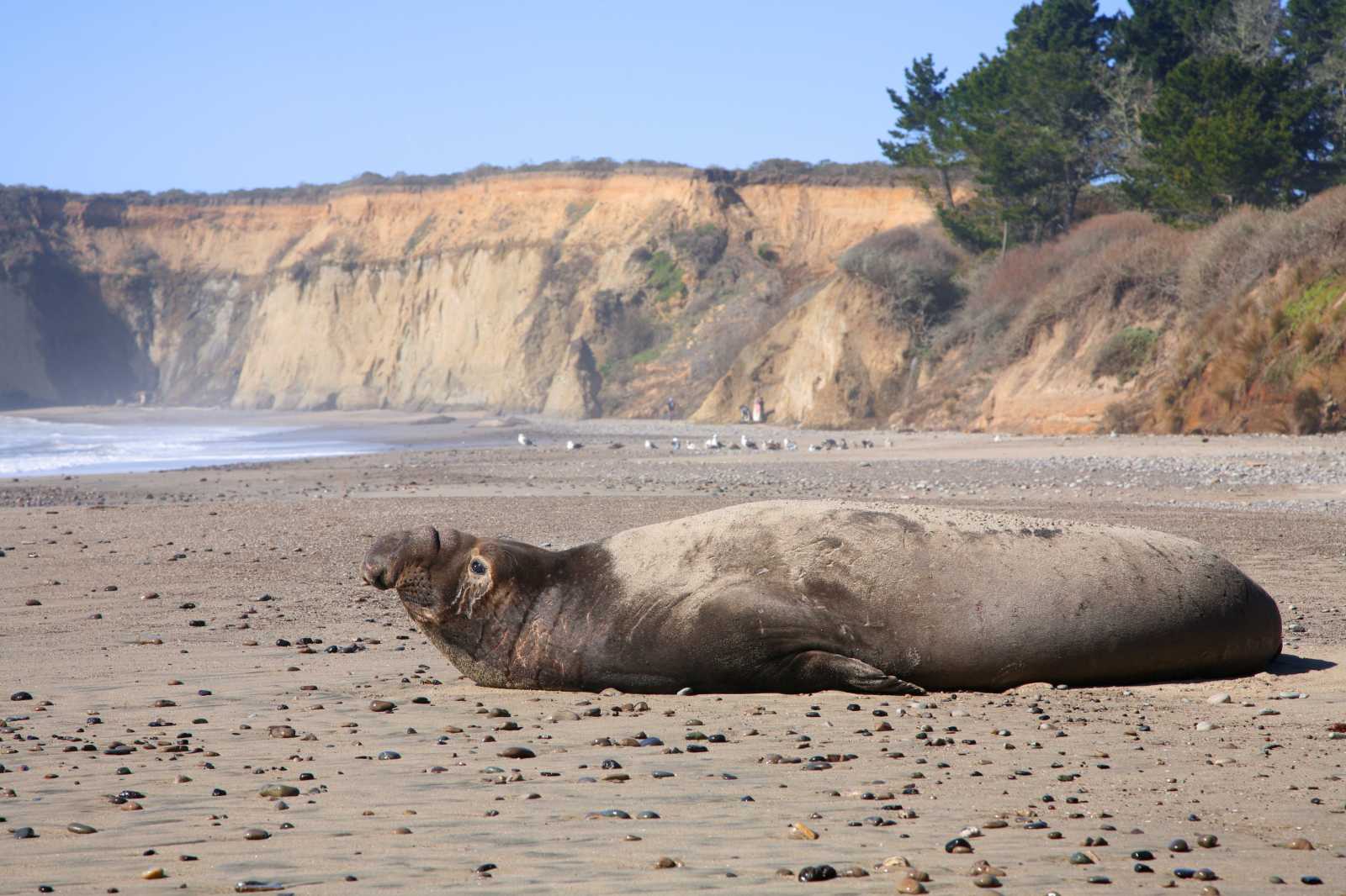 northern elephant seal bull laying on beach