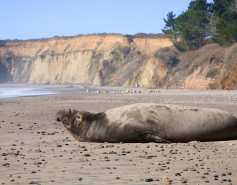 northern elephant seal bull laying on beach