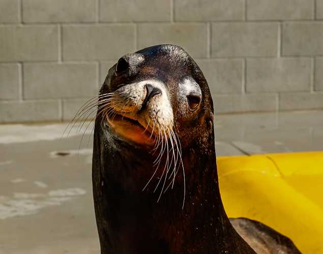 California sea lion Sycamore