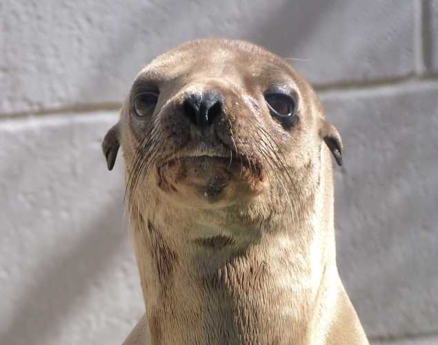 California sea lion Golly