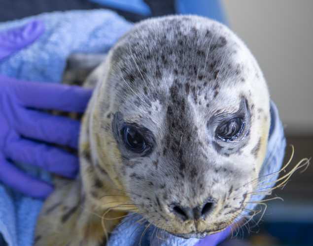 harbor seal Optimist