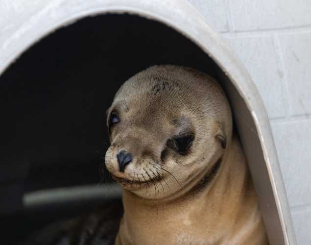 California sea lion Bobbin