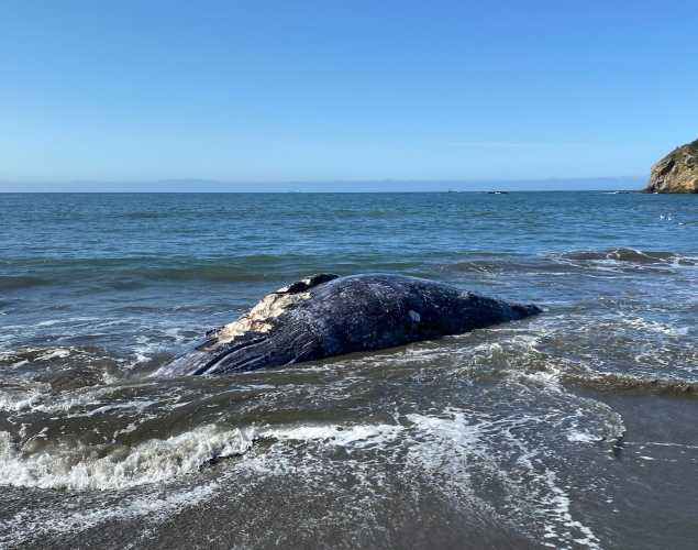 Gray whale at Muir Beach