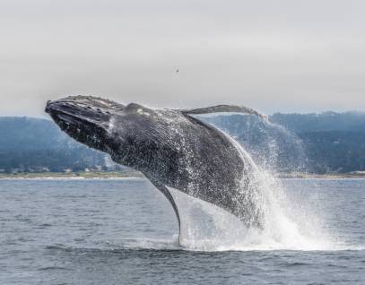humpback whale leaping out of the water