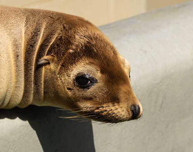 California sea lion Margin