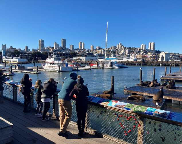 visitors to PIER 39 watch California sea lions on the docks