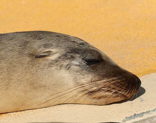 California sea lion Poppyseed