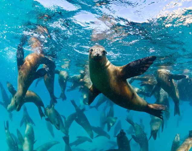 California sea lions underwater