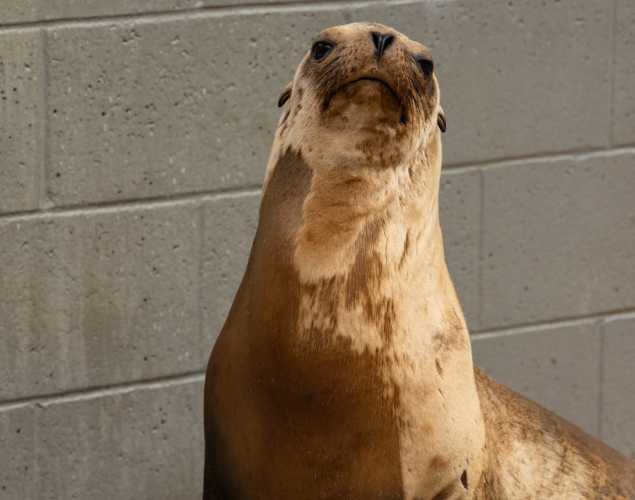 sea lion named palapa