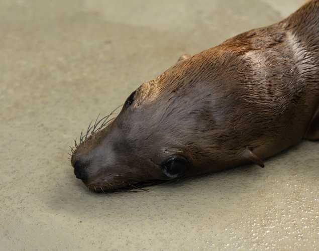 California sea lion Pencil