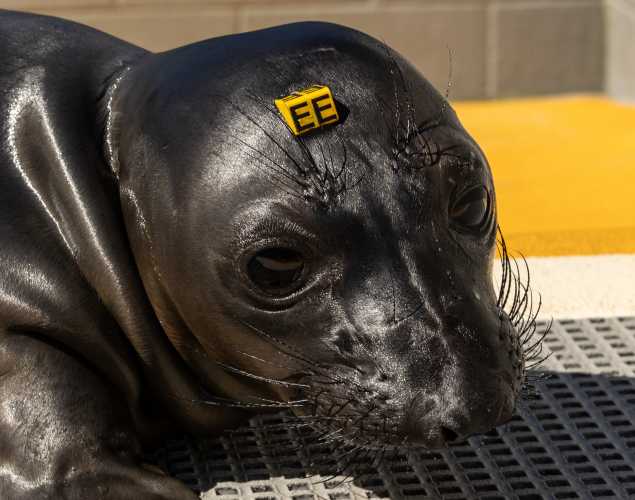 northern elephant seal Trailhead