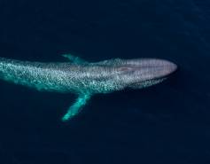 blue whale seen from above
