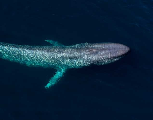 blue whale seen from above
