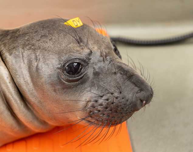 northern elephant seal Hophop