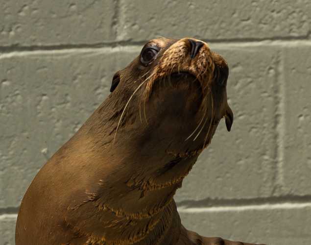 California sea lion Hamsa