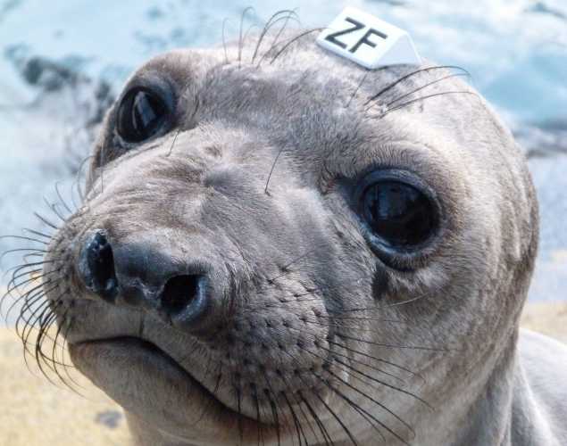 northern elephant seal Durante