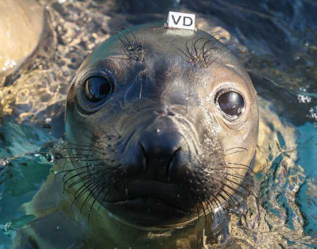 elephant seal Izzy