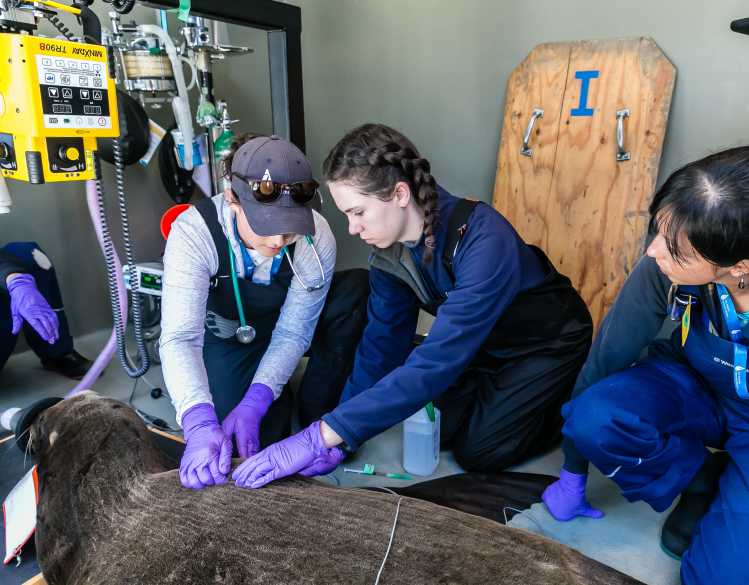 Dr. Emily Whitmer provides hands-on training during a sea lion exam
