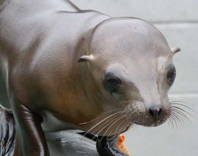 California sea lion Darzes