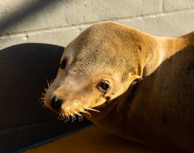 California sea lion Piglet