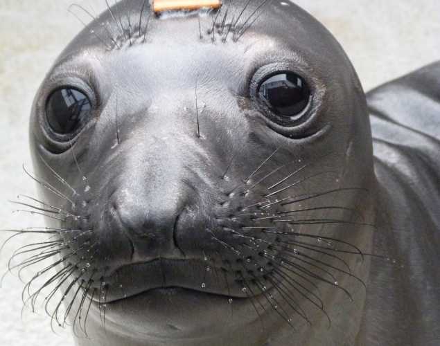 northern elephant seal Nikella