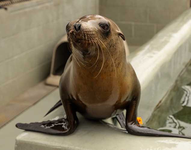 California sea lion, Sunnylion
