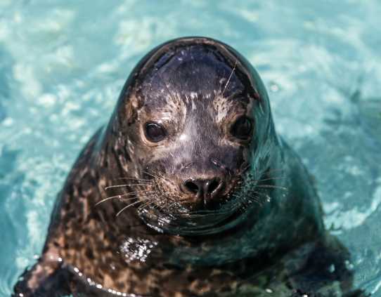 harbor seal pup Aquapup