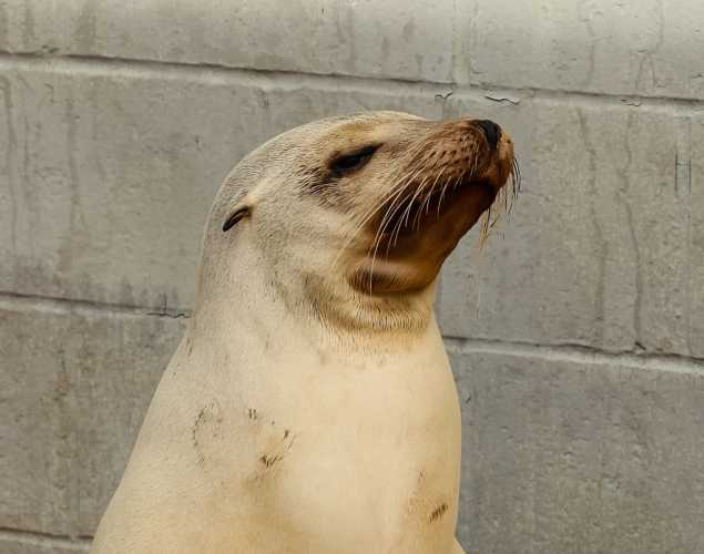 California sea lion Mooncake