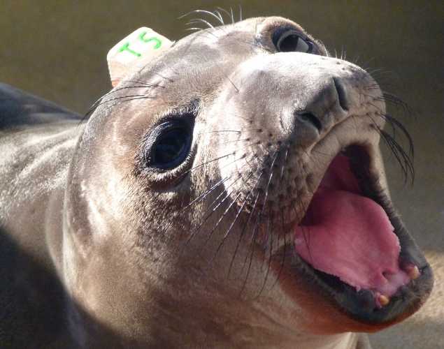 northern elephant seal Lisalou