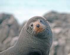 New Zealand sea lion