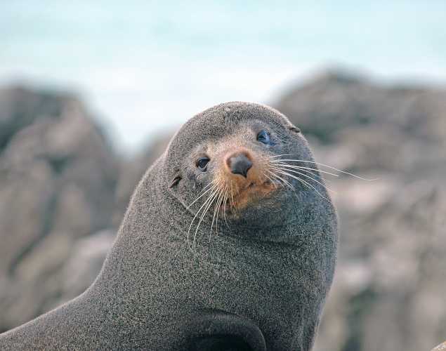 New Zealand sea lion