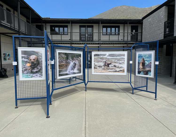 photography exhibit showing four images of marine mammals
