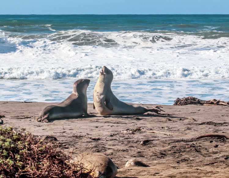 two young elephant seals sparring on the beach with crashing waves in the background
