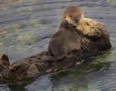 sea otter mom and pup