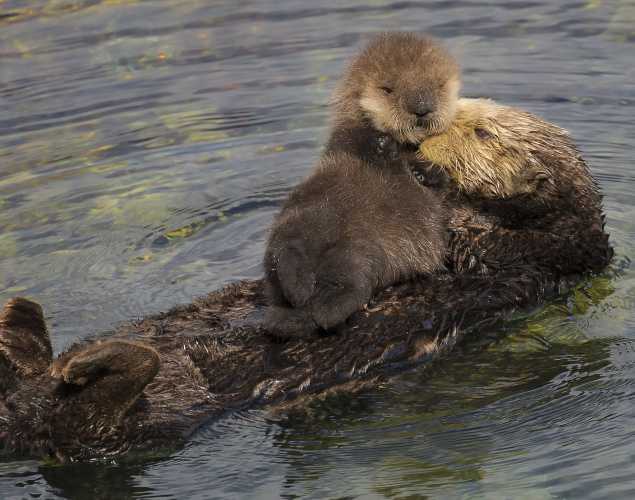 sea otter mom and pup
